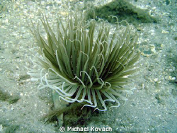 On the Inside Reef at Lauderdale by the Sea by Michael Kovach 